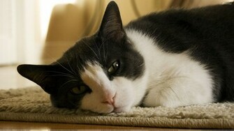 Black And White Cat Laying On Mat Lazy Pose Wallpaper