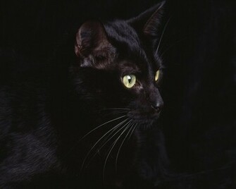 Black Leopard Wallpaper In Resolution