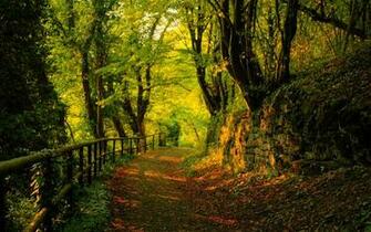 Nature Seasons Autumn Forest Hq Wallpaper