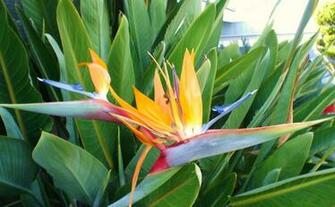 Bird Of Paradise Flower HD Walls Find Wallpaper