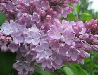Unbelievable Beautiful Lilacs In Bloom