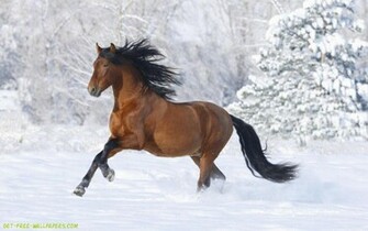 Horse Wallpaper