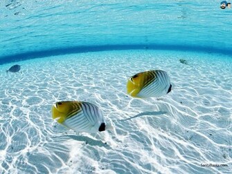 Aquatic Wallpaper