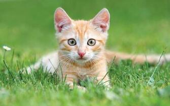 National Adopt A Cat Month Computer Desktop Wallpaper