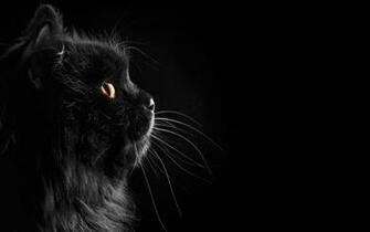 Beautiful Black Wallpaper With A Cat On Background