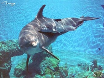 Dolphins Wallpaper