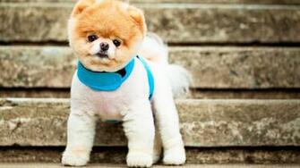 Pomeranian HD Wallpaper