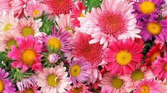 Widescreen Wallpaper Flowers HD