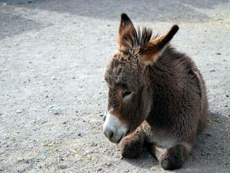 Donkey Wallpaper Fun Animals Wiki Videos Pictures