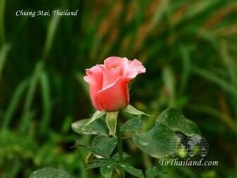 Chiangmai Thailand Wallpaper