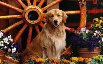 Golden Retriever Wallpaper Image