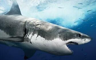 Wallpaper Jaws Predator Animals HD Ultra