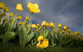Nature Scenes With Flowers Id