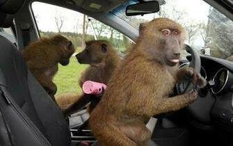 Baboons At The Wheelmcclure S Magazine