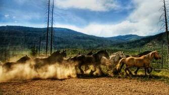 Wallpaper Horses Dust Corral Herd Running