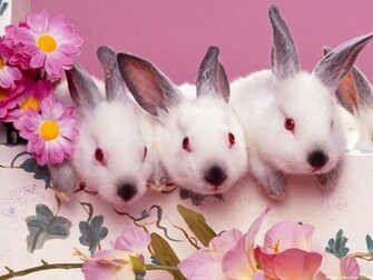 Easter Bunny Wallpaper HD
