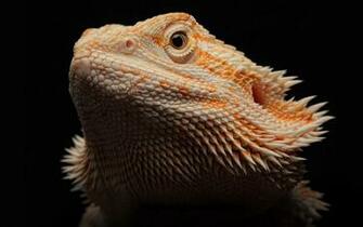 Love U Wallpaper Bearded Dragon Background