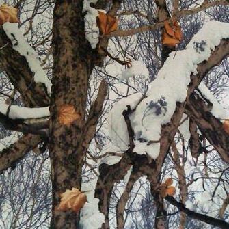 Go Back Gallery For Snow Hunting Camo Background