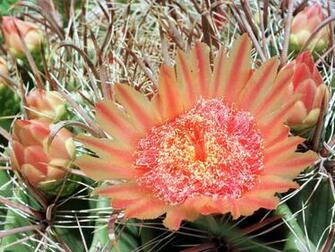 Cactus Flower