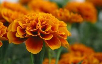 Marigold Wallpaper And Background Image Net