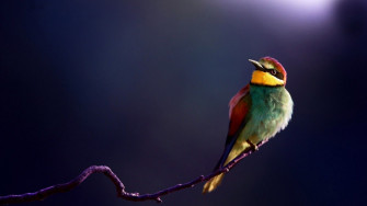 HD Birds Wallpaper 1080p