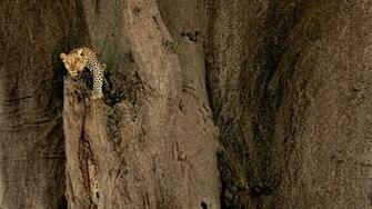 Mountain Lion HD Wallpaper Full Desktop
