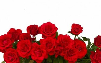 Roses Wallpaper HD S