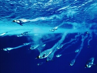 Antarctica Photography Desktop Wallpaper S