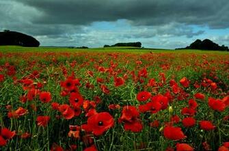 Poppy Fields Of Dunfermline By Snapperrod