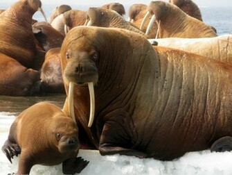 Walrus Wallpaper
