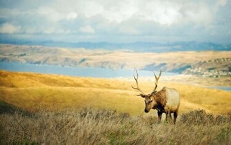 Wildlife Deer Wallpaper