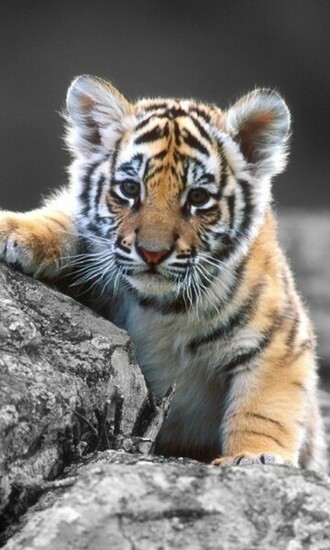 Cute Tiger Cub Wallpaper Screensaver Pre Id