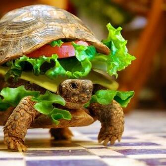 Turtle Burger Wallpaper 544fe5eab94e8 Jpg