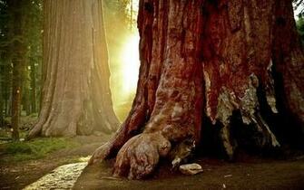 Sequoia Trees HD Wallpaper Background Image Id