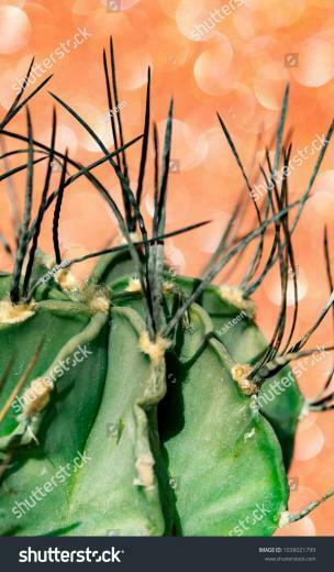 Cactus Against Optical Bokeh Background Astrophytum Senile With
