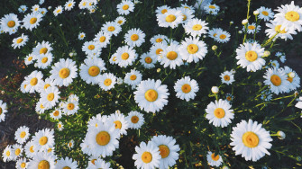 Daisy Aesthetic Wallpaper On
