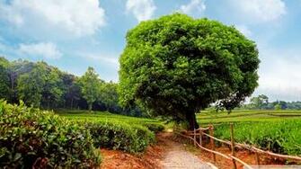 Tea Plantation 4k HD Desktop Wallpaper For Ultra Tv