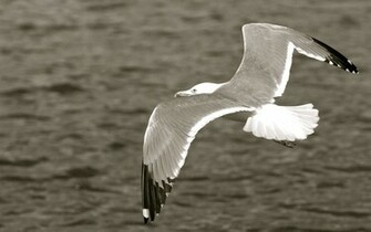 Seagull Wallpaper Desktop