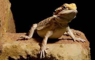 Bearded Dragon Wallpaper Pc Fantastic