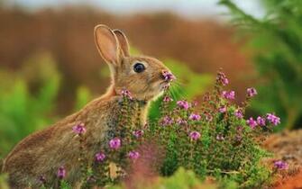 Superb Nature Lesbianwicce My Wallpaper For Ostara Photo Not