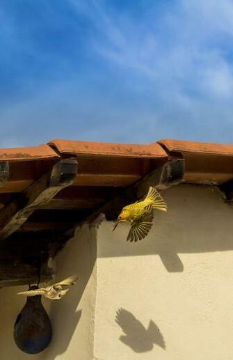 HD Wallpaper Birds Canaries Of The Earth Canary Yellow