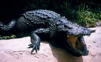 Alligator Crocodile Wallpaper