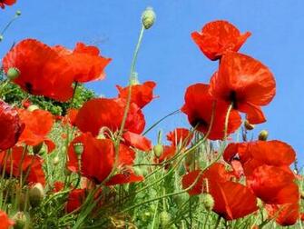 Poppy Flowers Wallpaper Desktop
