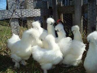 Silkie Chicken Background Wallpaper Baltana
