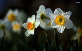 Daffodil Wallpaper