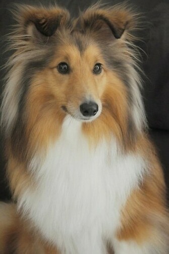 Shetland Sheepdog Wallpaper CuteImage Net