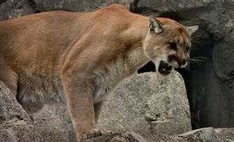 Cougar Computer Wallpaper Desktop Background Id