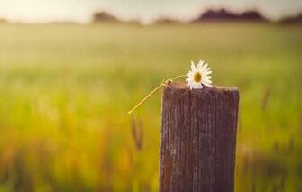 Wallpaper Mood Macro Flowers Flower White Yellow Daisy