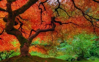 Fall Wallpaper