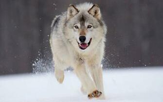 Gray Wolf Wallpaper